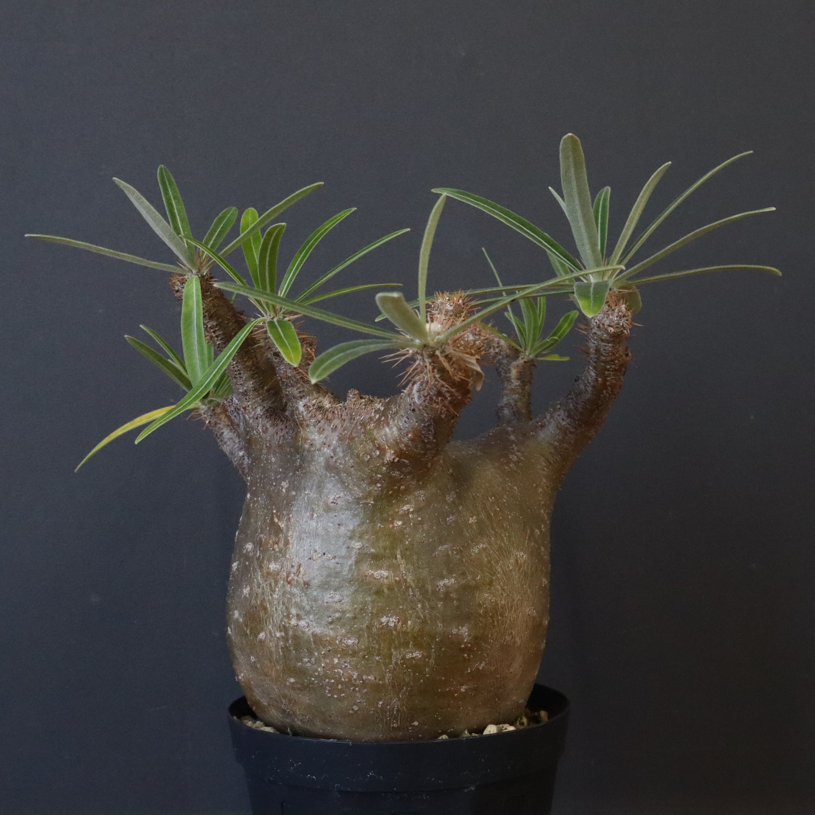 アツ　グラキリス adidas zx 8000 germany GY4682 | OVERKILL