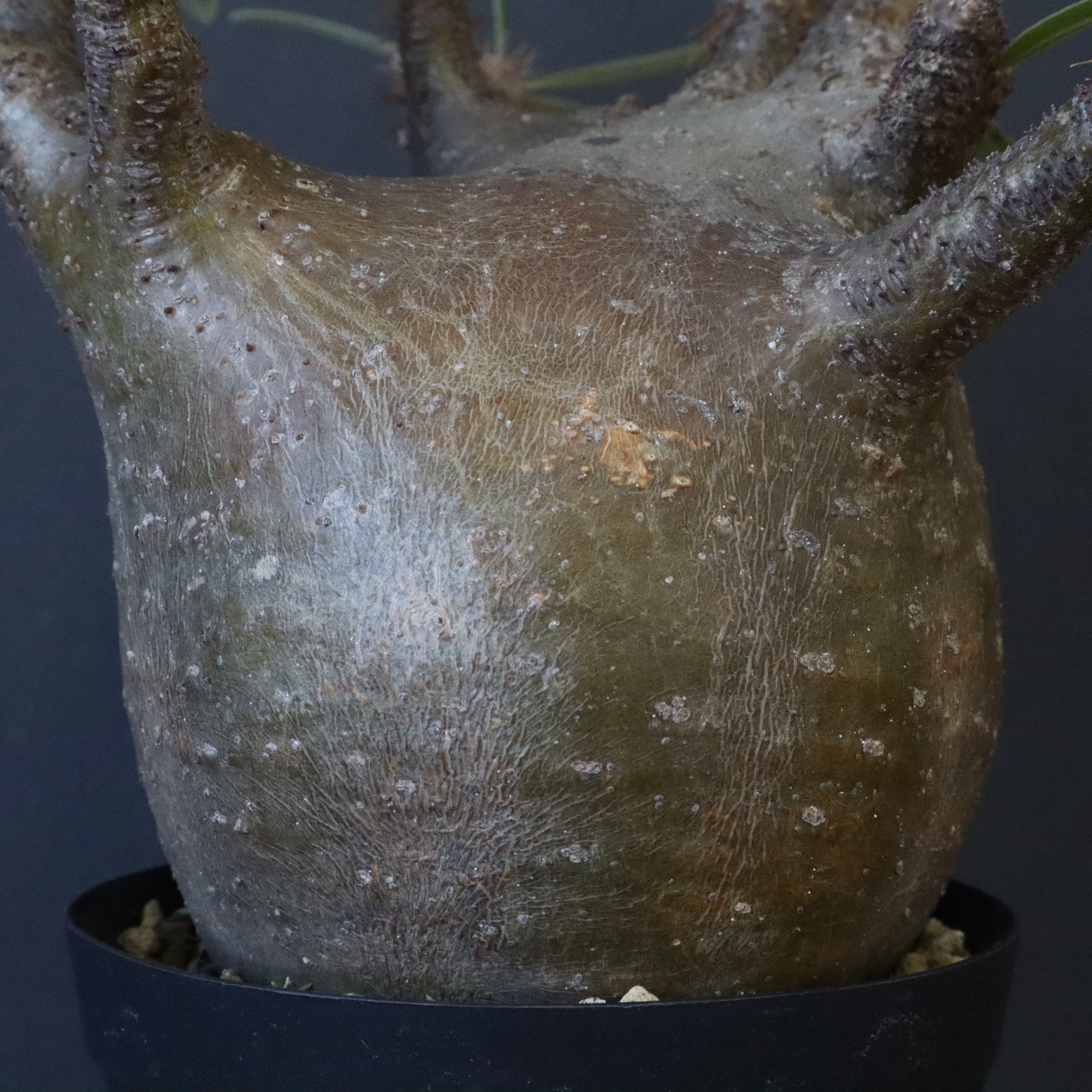 MOCMOC グラキリス P.グラキリス1222【綴化】 – TaiShoDo ONLINE SHOP