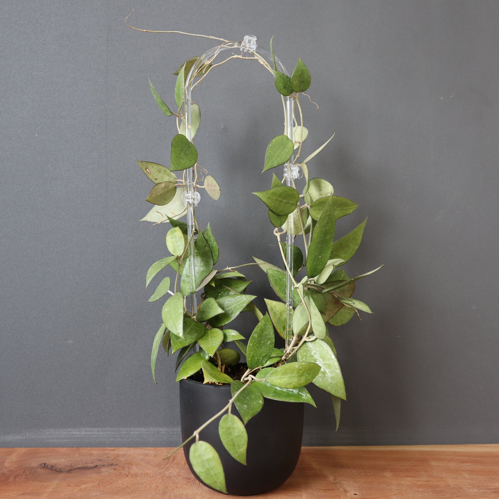 IMG_5352_8b12f2c1-2e19-4c9a-