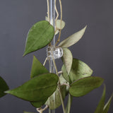 【PLANTS ON WHITE】 Leafyプラントクリップクリア　