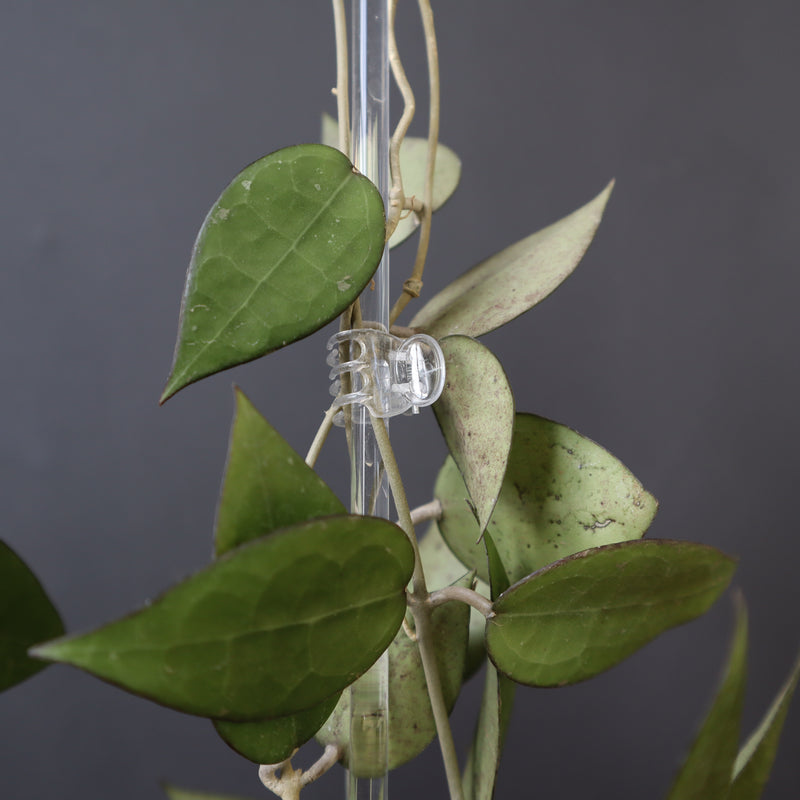 【PLANTS ON WHITE】 Leafyプラントクリップクリア　