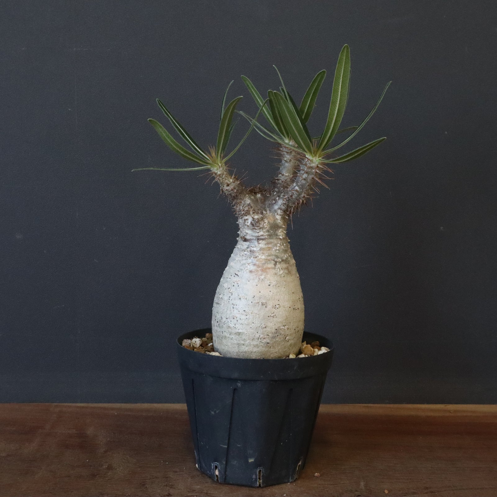 P.グラキリス 1192 【綴化】 – TaiShoDo ONLINE SHOP