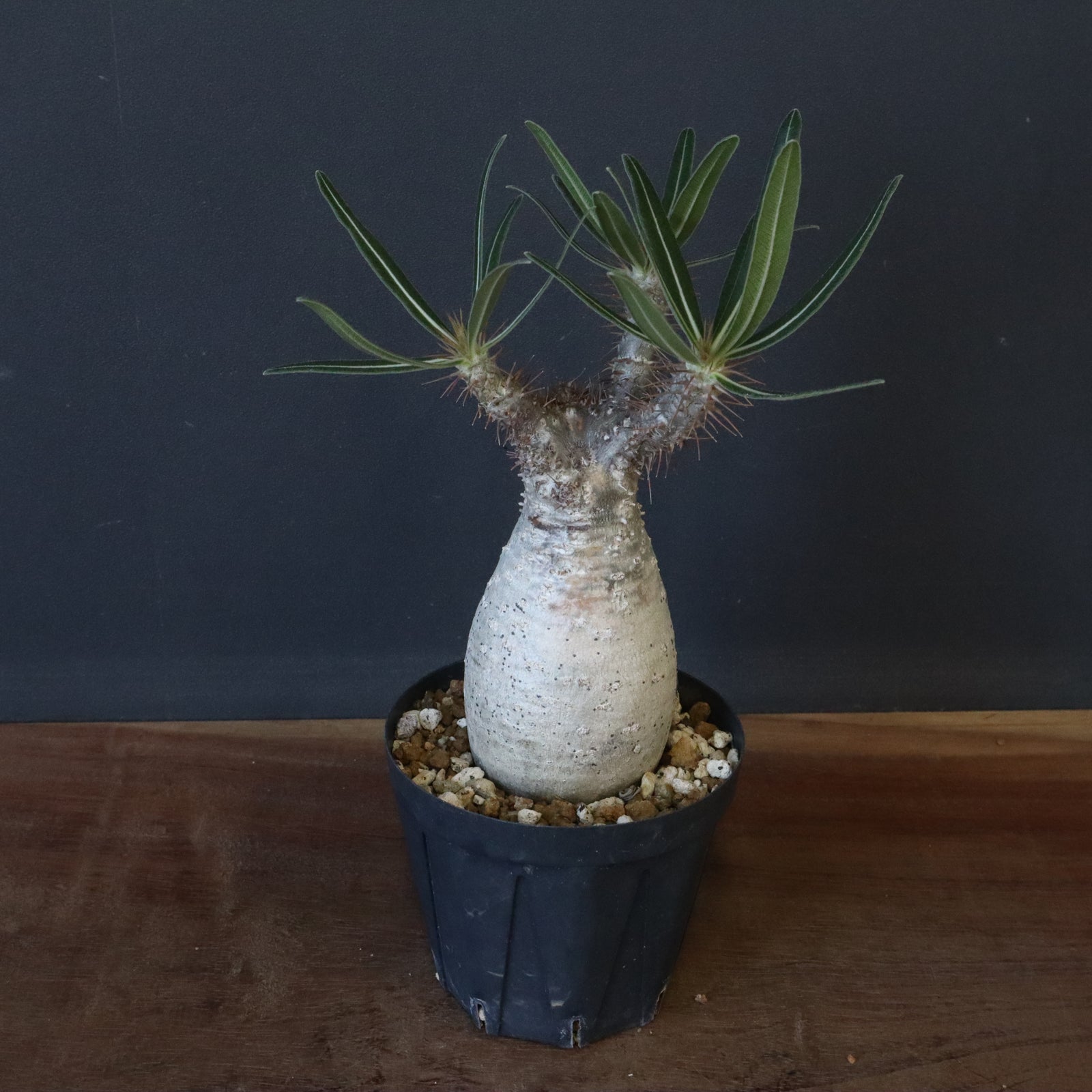 P.グラキリス 1192 【綴化】 – TaiShoDo ONLINE SHOP