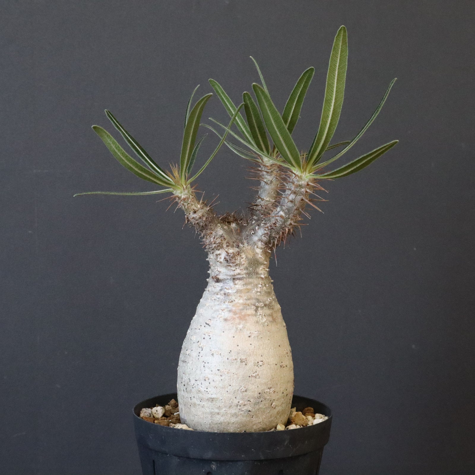 P.グラキリス 1192 【綴化】 – TaiShoDo ONLINE SHOP