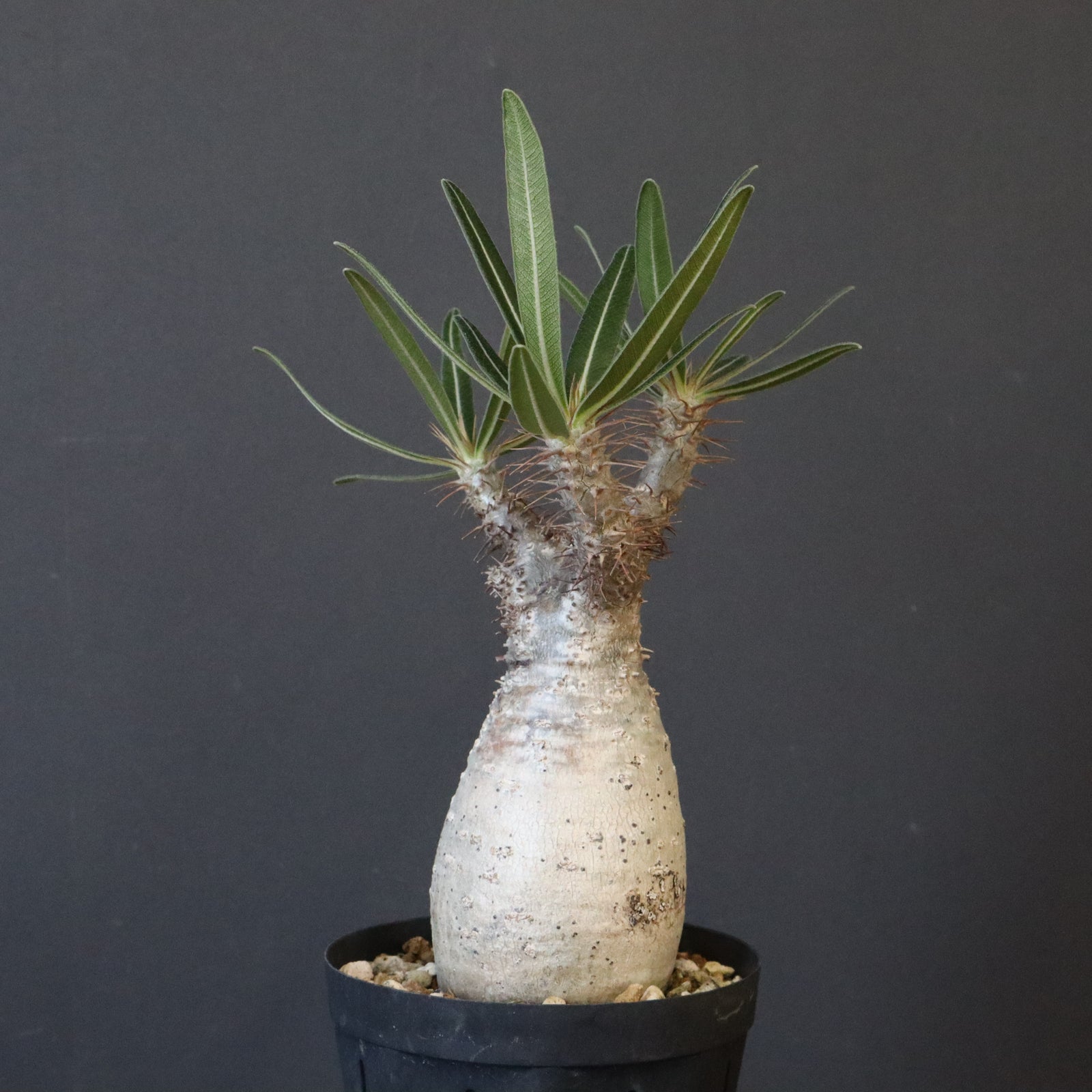 P.グラキリス 1192 【綴化】 – TaiShoDo ONLINE SHOP