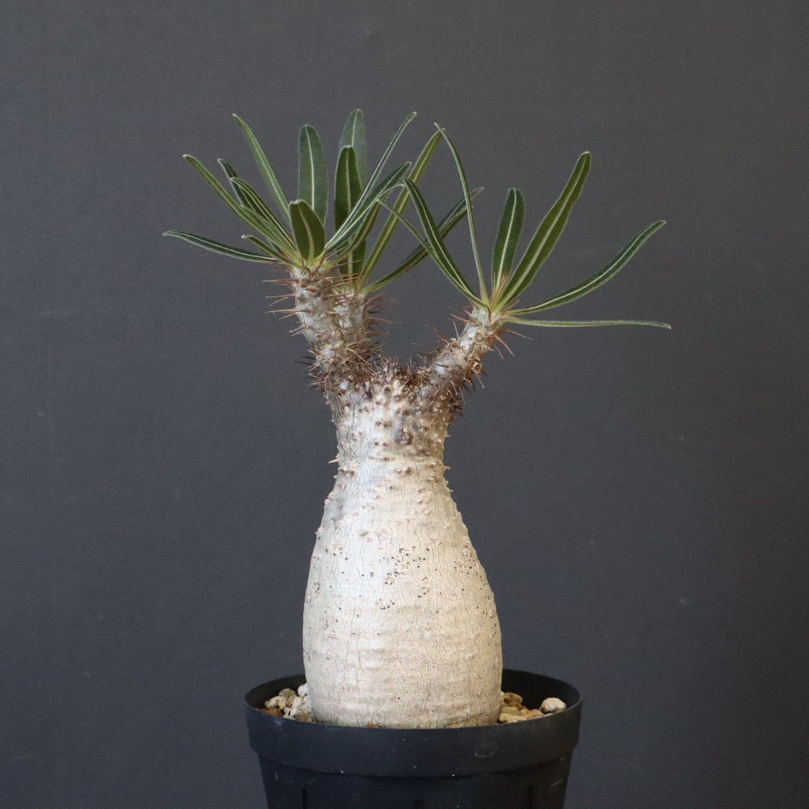 P.グラキリス 1192 【綴化】 – TaiShoDo ONLINE SHOP