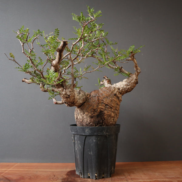 O.パキプス 0620・A37 – TaiShoDo ONLINE SHOP
