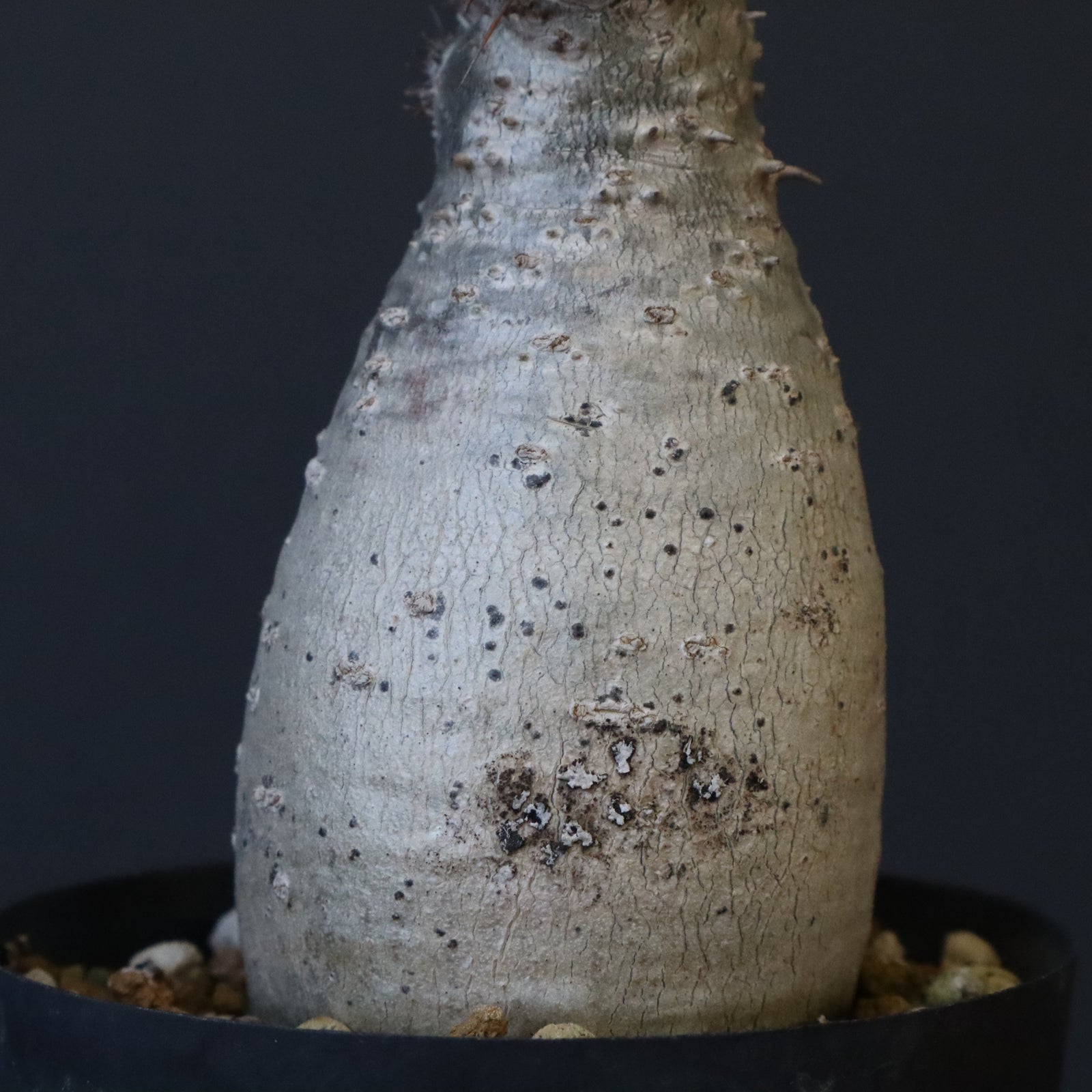 P.グラキリス 1192 【綴化】 – TaiShoDo ONLINE SHOP