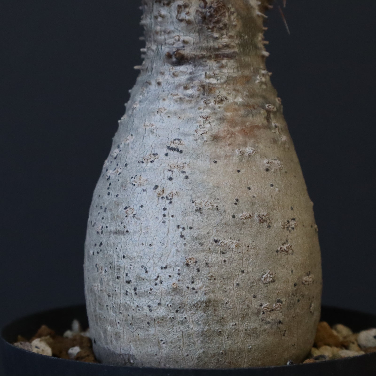 P.グラキリス 1192 【綴化】 – TaiShoDo ONLINE SHOP