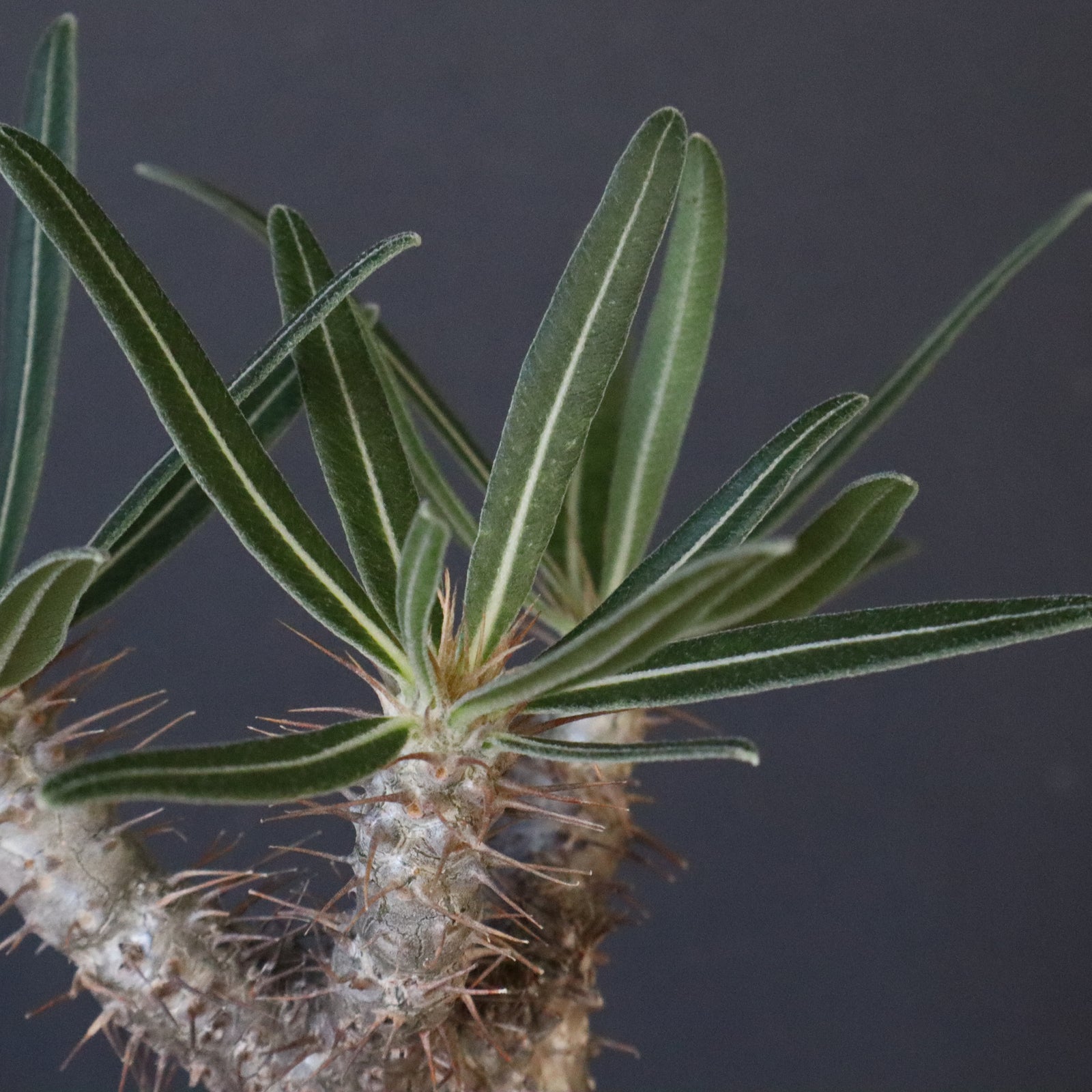 てつ様　グラキリス P.グラキリス 1192 【綴化】 – TaiShoDo ONLINE SHOP