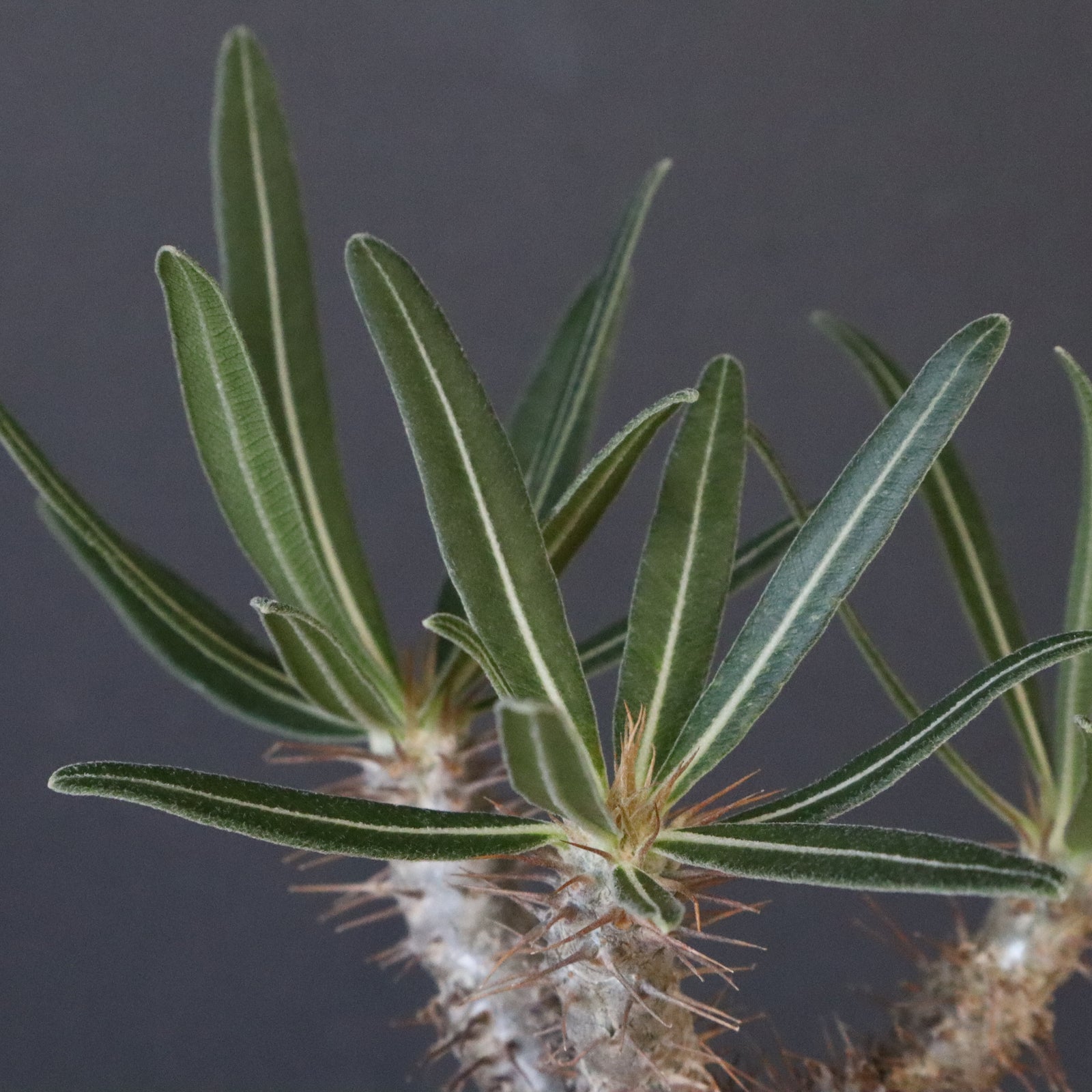 P.グラキリス 1192 【綴化】 – TaiShoDo ONLINE SHOP