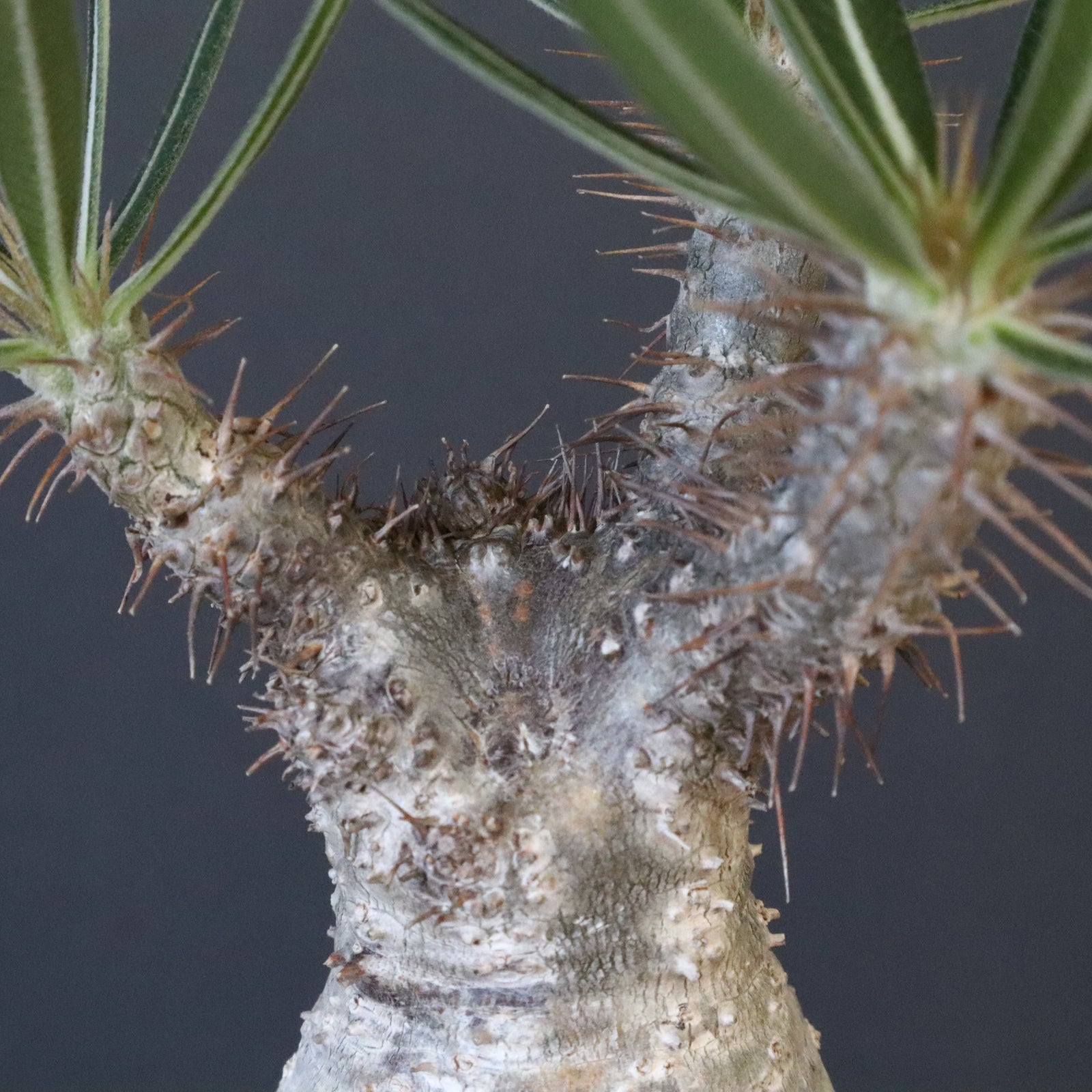 P.グラキリス 1192 【綴化】 – TaiShoDo ONLINE SHOP