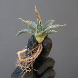 【ベアルート】アガベ ユタエンシス EC2236