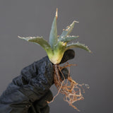 【ベアルート】アガベ ユタエンシス EC2236