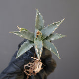 【ベアルート】アガベ ユタエンシス EC2236