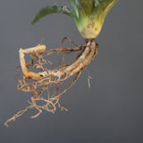 【ベアルート】アガベ ユタエンシス EC2236