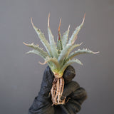 【ベアルート】アガベ ユタエンシス EC2237