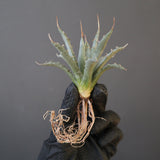 【ベアルート】アガベ ユタエンシス EC2237