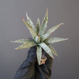 【ベアルート】アガベ ユタエンシス EC2237