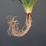 【ベアルート】アガベ ユタエンシス EC2237