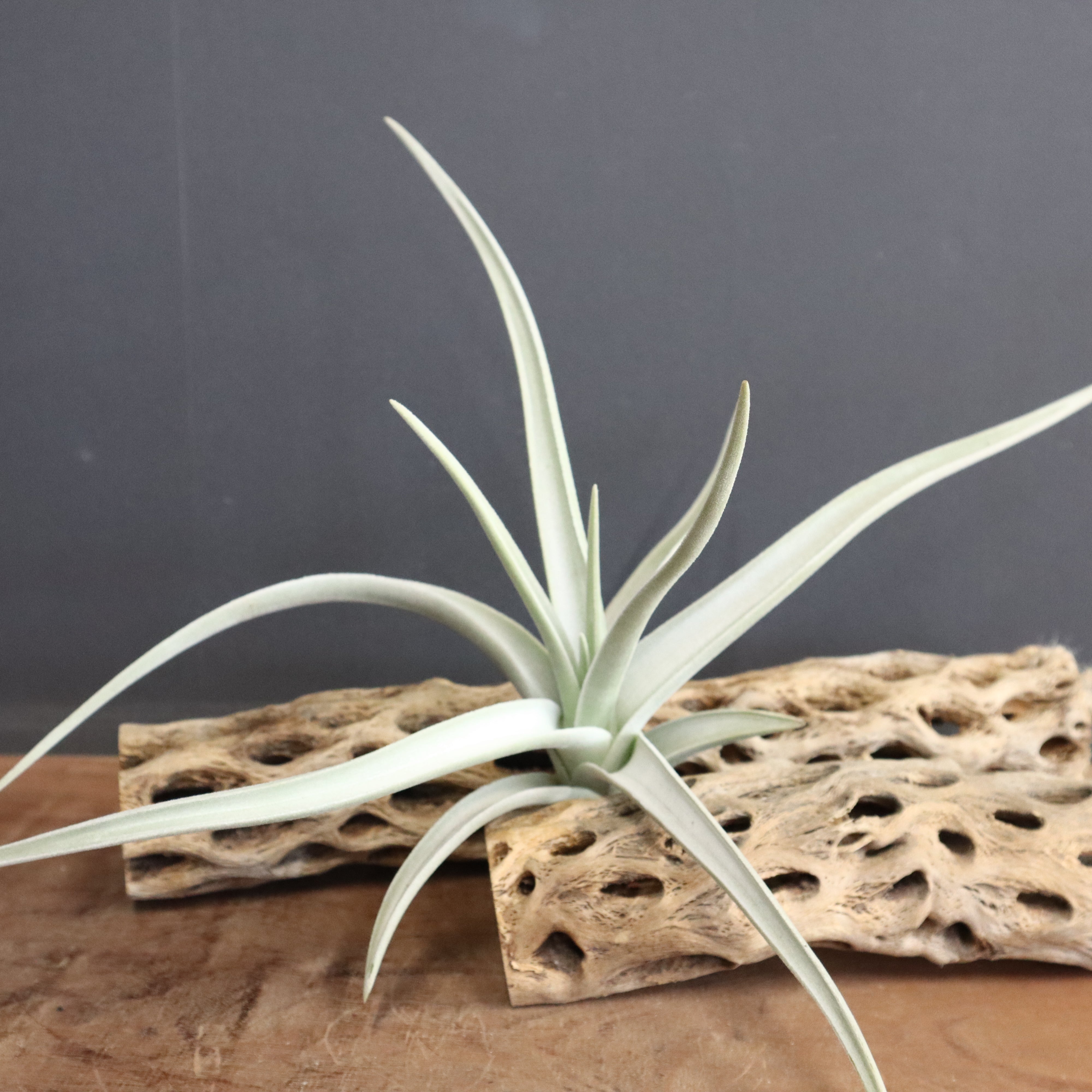チランジア・ロッテアエ L – TaiShoDo ONLINE SHOP