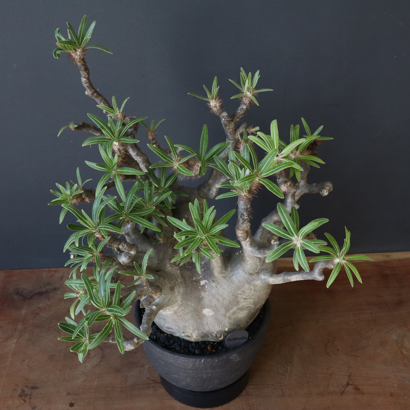 グラキリス　錣化 P.グラキリス 808【綴化】 – TaiShoDo ONLINE SHOP