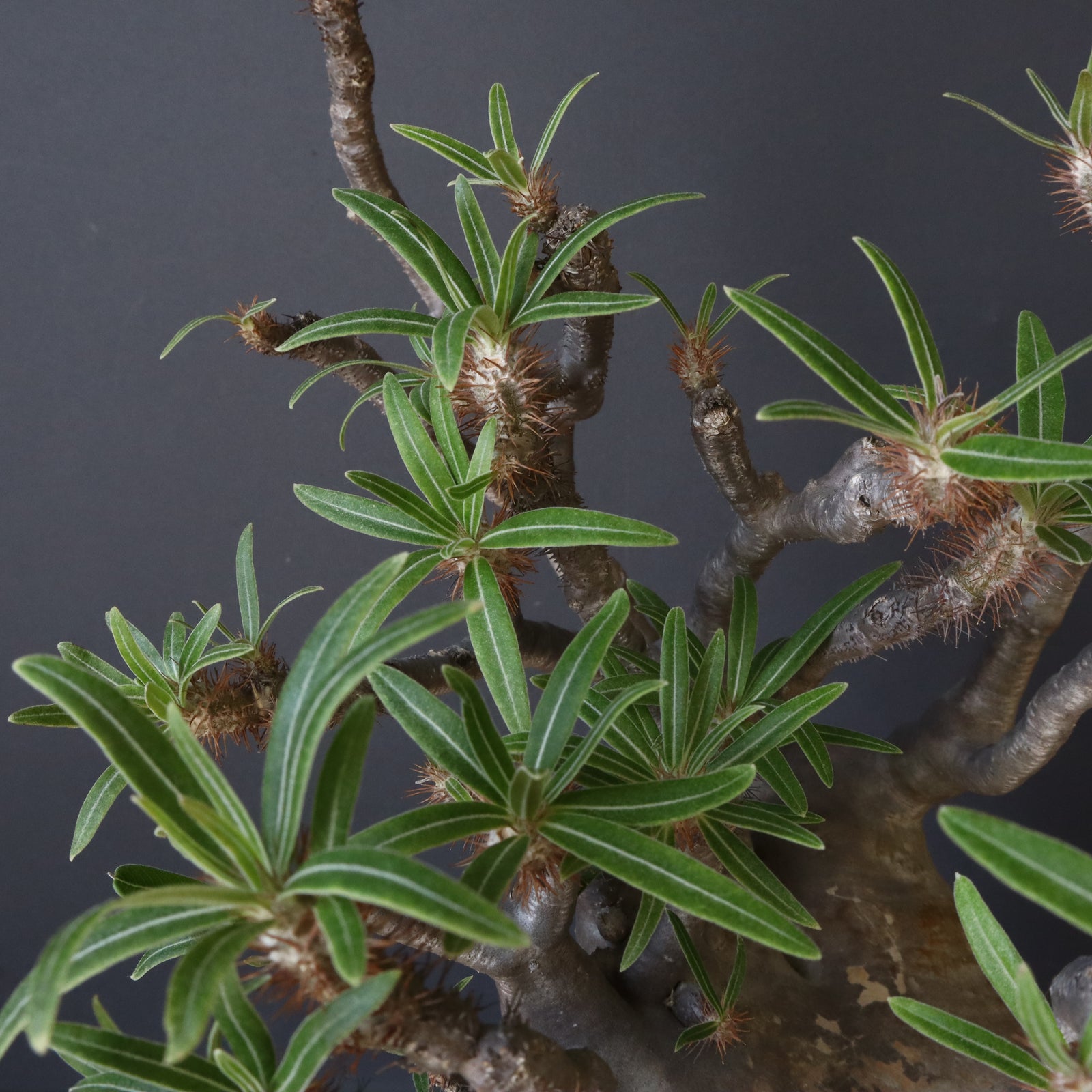 P.グラキリス211【綴化】 – TaiShoDo ONLINE SHOP