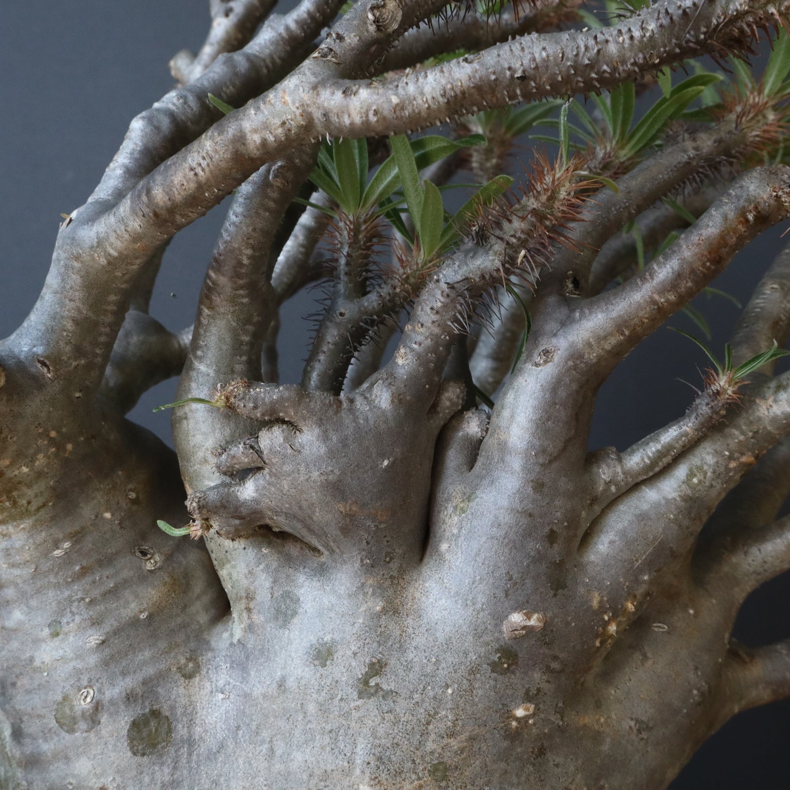 P.グラキリス211【綴化】 – TaiShoDo ONLINE SHOP