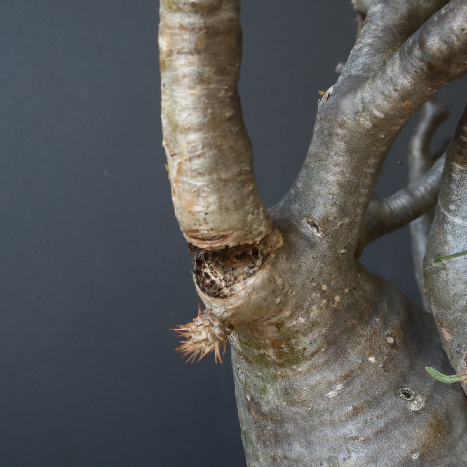 P.グラキリス211【綴化】 – TaiShoDo ONLINE SHOP