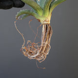 【ベアルート】アガベ ユタエンシス EC2238