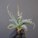 【ベアルート】アガベ ユタエンシス EC2238