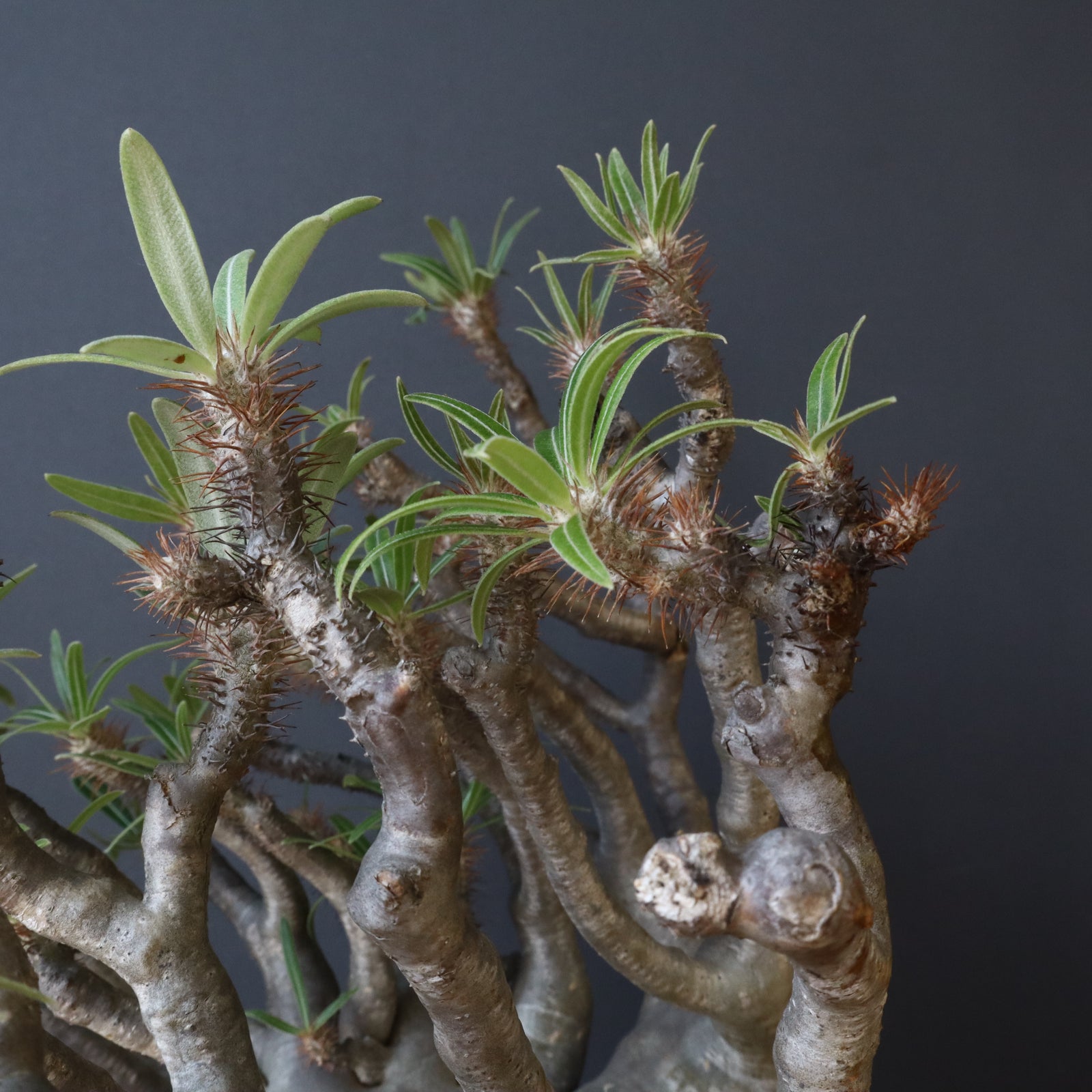 P.グラキリス211【綴化】 – TaiShoDo ONLINE SHOP