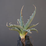 【ベアルート】アガベ ユタエンシス EC2238