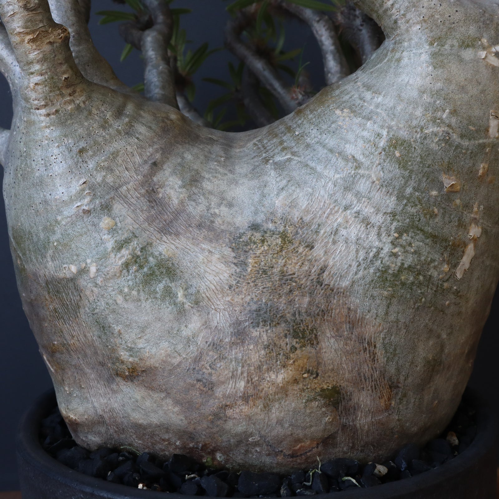 P.グラキリス211【綴化】 – TaiShoDo ONLINE SHOP