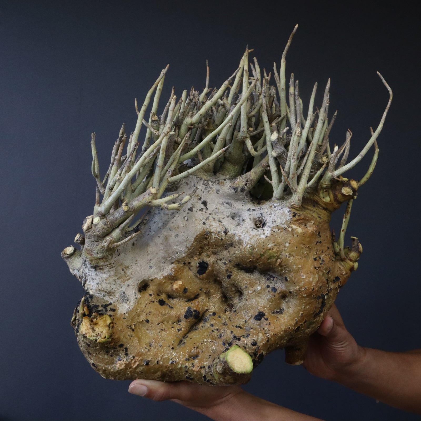 アデニアペチュエリー　ベアルート株 アデニアペチュエリー | STORES