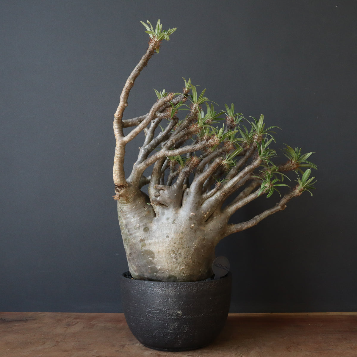塊根植物 – 「