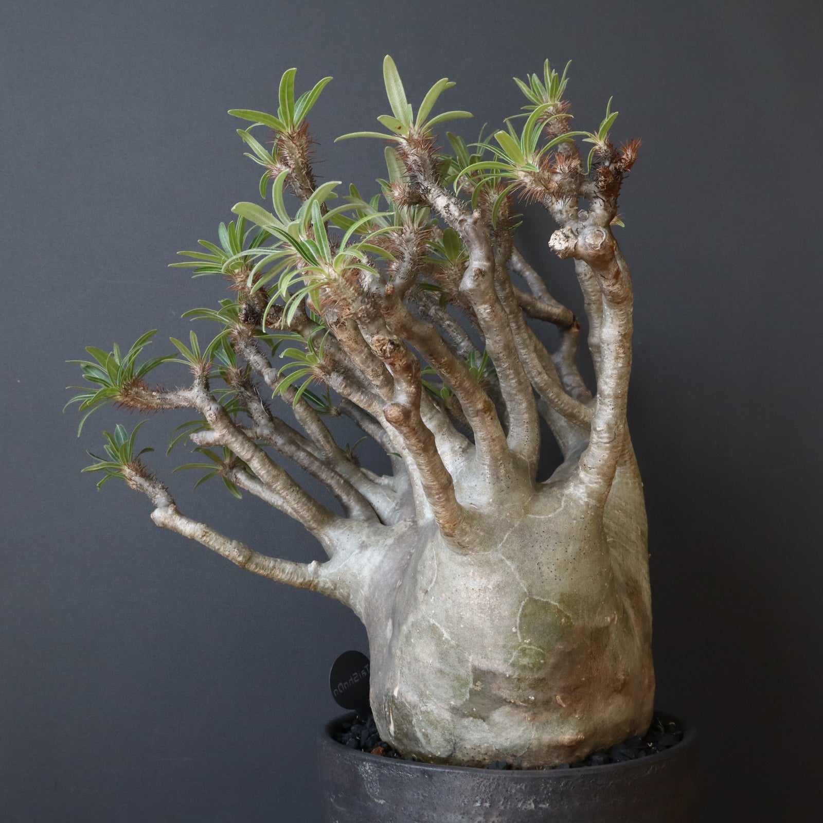 特価！グラキリス　綴化 P.グラキリス211【綴化】 – TaiShoDo ONLINE SHOP