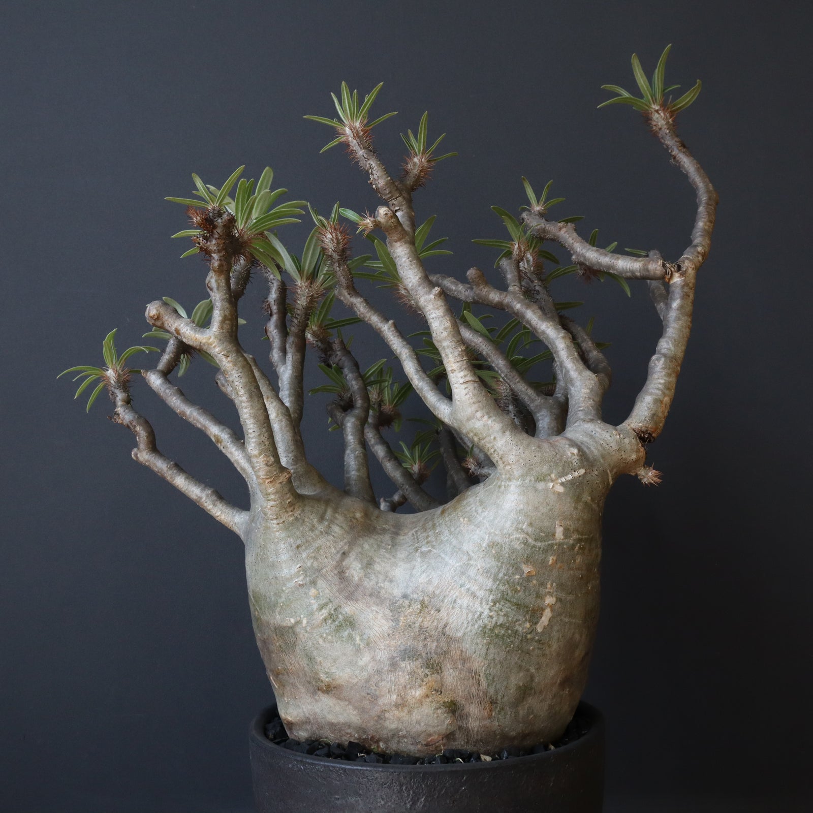 【セール中】綴化　パキポディウム　グラキリス　実生 6月限定特価【綴化】パキポディウム グラキリス 実生 4 6月限定特価