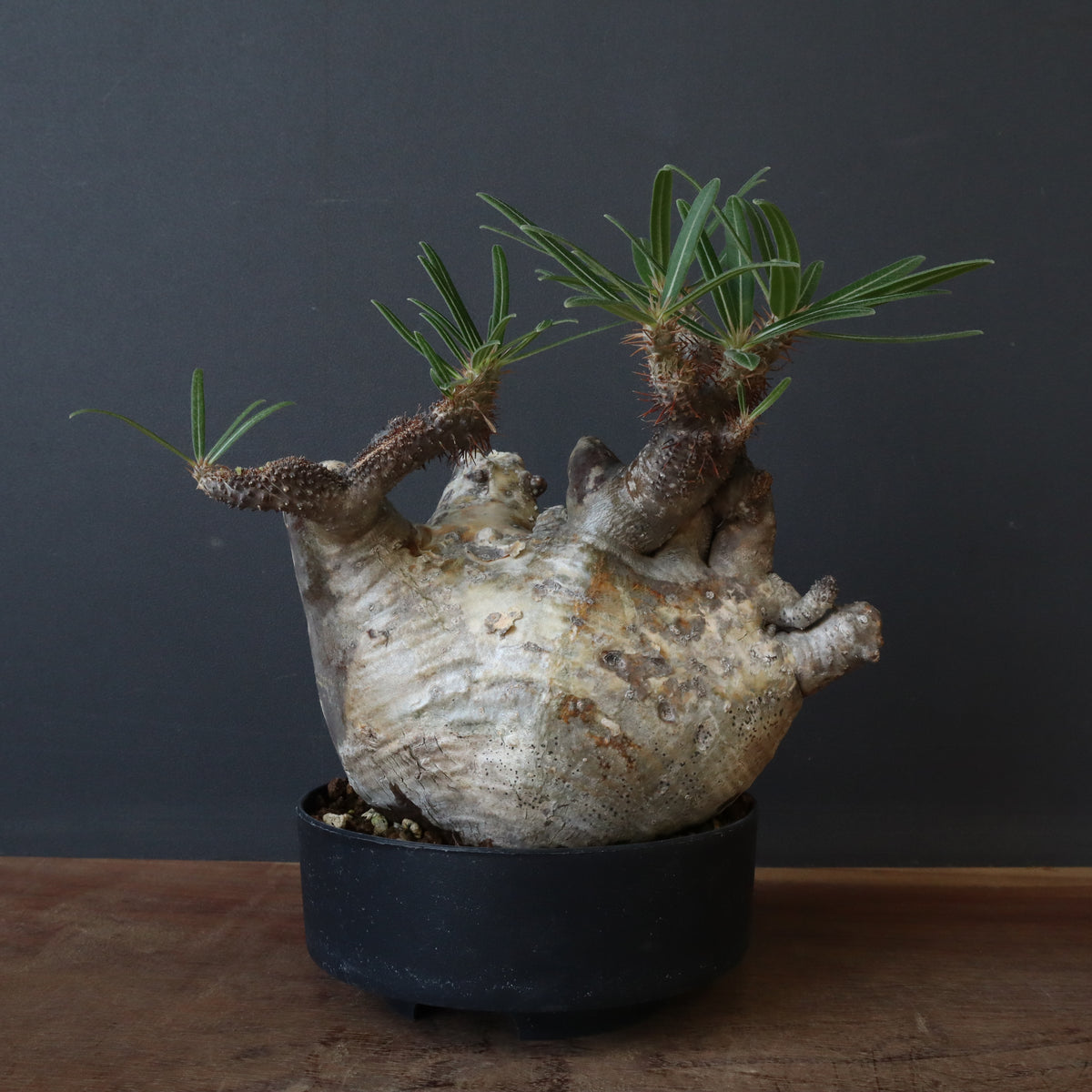 TENDOBOTANICAL 鬼ん形　塊根植物 グラキリス TENDOBOTANICAL グラキリスフィギュア グラ丸2 パキポディウム
