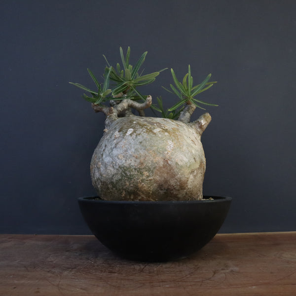 P.グラキリス 1242