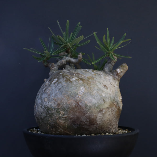 P.グラキリス 1242