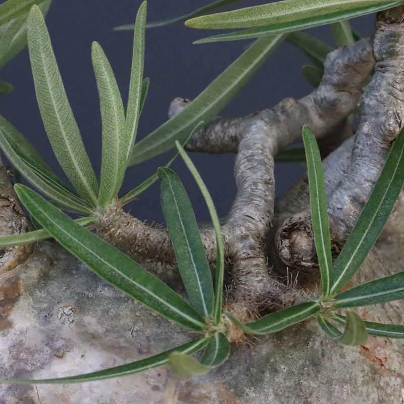 P.グラキリス 1242