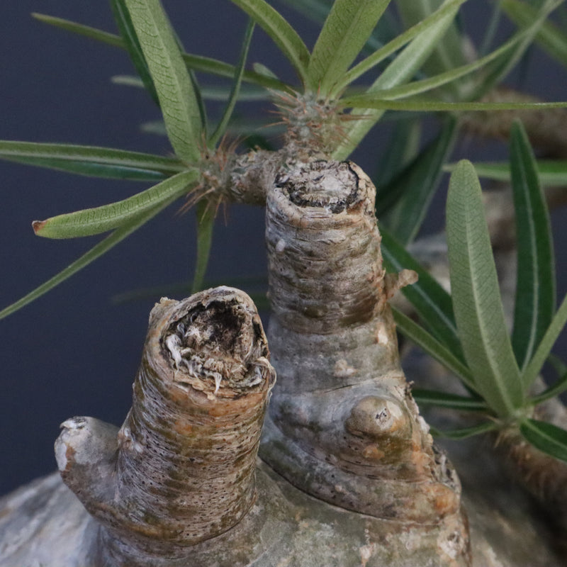 P.グラキリス 1242