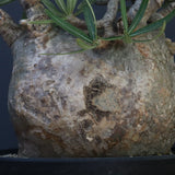 P.グラキリス 1242