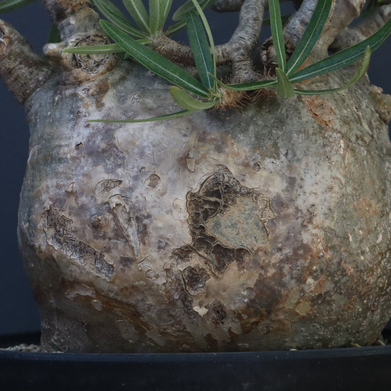 P.グラキリス 1242