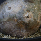 P.グラキリス 1242