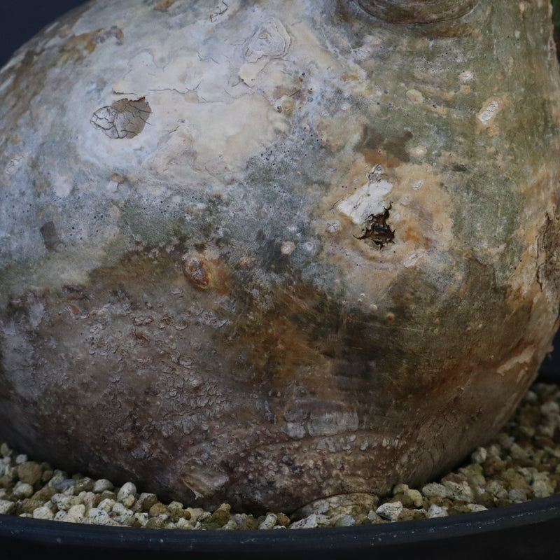 P.グラキリス 1242