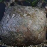 P.グラキリス 1242