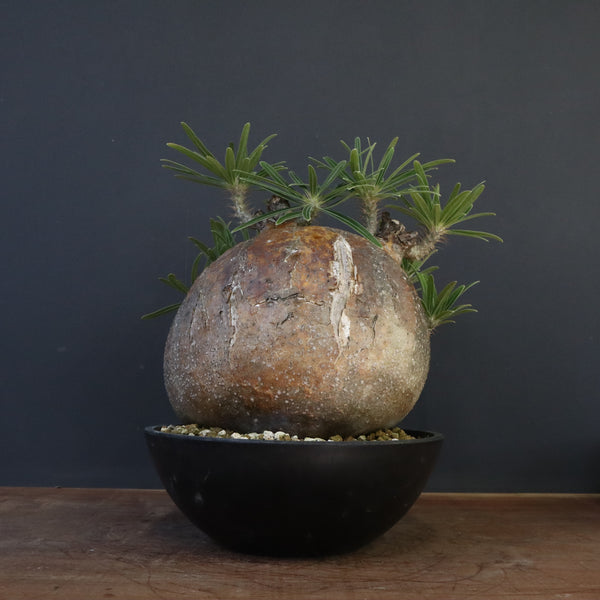 P.グラキリス 04