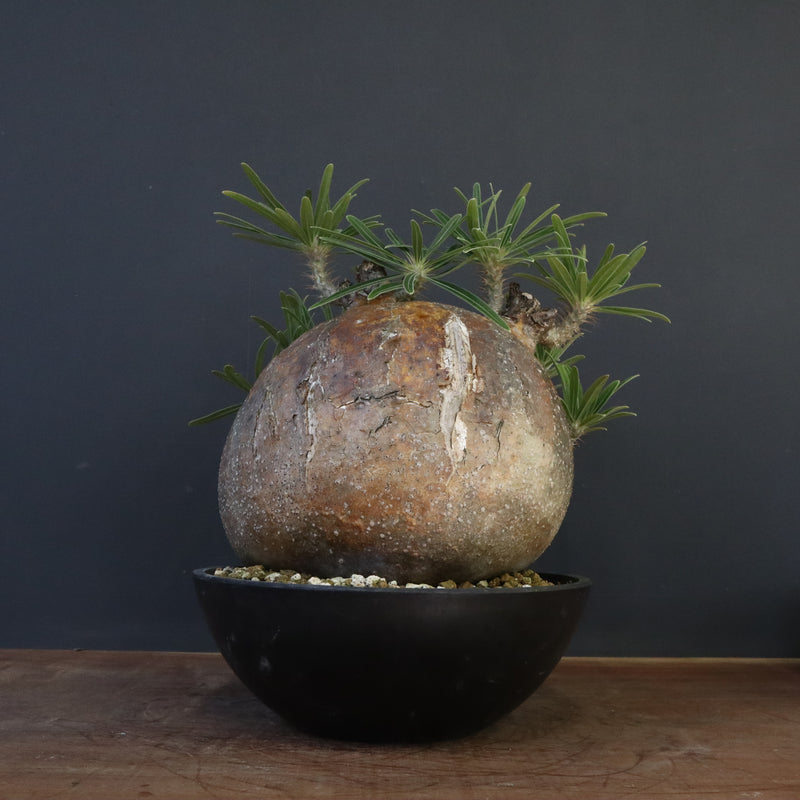 P.グラキリス 04